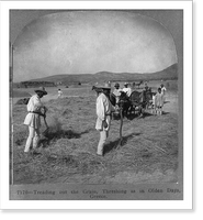 Treading out the grain, threshing as in olden days, Greece - 2 Classic, Antique Wall Art
