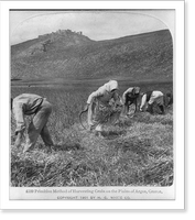 Primitive method of harvesting grain on the plains of Argos, Greece, Vintage Print