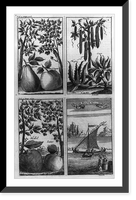 Philippine Islands fruits and A Boat of the Marian (Marianas) Islands"" Classic, Vintage Wall Art