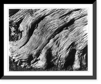 Historic Framed Print, Flaming Cypress Root, Point Lobos,  17-7/8" x 21-7/8"
