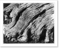 Historic Framed Print, Flaming Cypress Root, Point Lobos,  17-7/8" x 21-7/8"