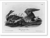 White-fronted Goose, Vintage Print
