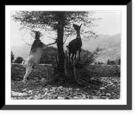 Too many goats for the forage supply is responsible for many of Greece's agricultural problems, Antique Wall Art