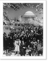 Large crowd looking at cherry blossoms around Tidal Basin in front of the Jefferson Memorial, Vintage Print