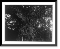 Panama during time of Panama Canal construction: Section of arch overgrown with vines, Antique Wall Art