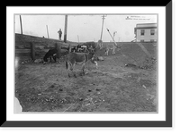 Historic Framed Print, [Mexican War, 1914: group of burros grazing],  17-7/8" x 21-7/8"