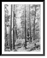 Historic Framed Print, [Views in Tennessee: Heavily frost-covered forest scene],  17-7/8" x 21-7/8"