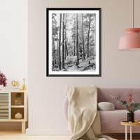 Historic Framed Print, [Views in Tennessee: Heavily frost-covered forest scene],  17-7/8" x 21-7/8"