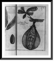 Historic Framed Print, Mapou Pear",  Brazil",  17-7/8" x 21-7/8"