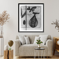 Historic Framed Print, Mapou Pear",  Brazil",  17-7/8" x 21-7/8"