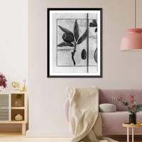 Historic Framed Print, Unknown fruit",  Brazil",  17-7/8" x 21-7/8"