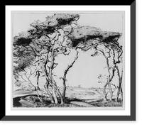 Historic Framed Print, [Nantucket thorn trees],  17-7/8" x 21-7/8"