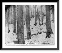 Historic Framed Print, Maple orchard [with trees being tapped], Vermont,  17-7/8" x 21-7/8"