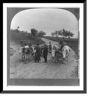 Primitive methods of transportation still prevailing in rural Hungary, Vintage Print