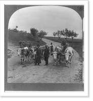 Primitive methods of transportation still prevailing in rural Hungary, Vintage Print