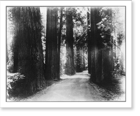 Humboldt county, Calif - 1934 - Redwoods (Sequoia sempervirens) in Sec. 36 T 2 N, R. 1 E, just as the state highway enters the timber east of American tank company mill, Historic Print