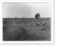 Historic Framed Print, [Harvesting alfalfa, Kern County, Calif.],  17-7/8" x 21-7/8"