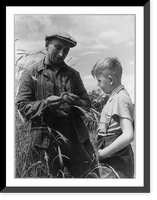 Historic Framed Print, [Man and boy examining wheat in field],  17-7/8" x 21-7/8"