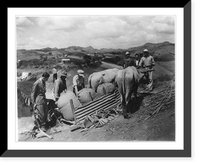 Puerto Rico: Sledging supplies with 2 oxen, Historic Print