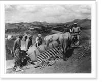 Puerto Rico: Sledging supplies with 2 oxen, Historic Print