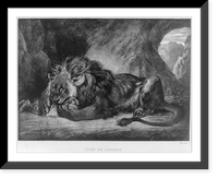 Historic Framed Print, Lion de l'Atlas,  17-7/8" x 21-7/8"