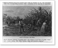 Slaves Cutting sugar cane in the South, Antique Poster