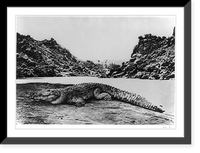 Historic Framed Print, Crocodile on a sand bank,  17-7/8" x 21-7/8"
