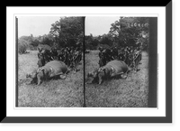 Group of Africans with a dead hippopotamus Classic, Antique Print