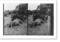 Group of Africans with a dead hippopotamus Classic, Antique Print