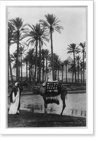 Historic Framed Print, [Village and palm trees by a lake with a pyramid in the distance, before 1923, Egypt. Camel and native in foregrd.],  17-7/8" x 21-7/8"