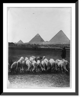 Historic Framed Print, [Scene on the plains, before 1924, Egypt. Flock of sheep in foregrd.; village and pyramids in backgrd.],  17-7/8" x 21-7/8"
