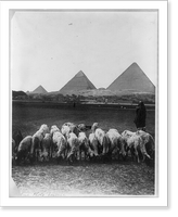 Historic Framed Print, [Scene on the plains, before 1924, Egypt. Flock of sheep in foregrd.; village and pyramids in backgrd.],  17-7/8" x 21-7/8"