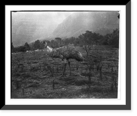 An ostrich, in zoological gardens, on the estate of Cecil Rhodes, Groote Schurr. Capetown region, South Africa, Historic Print