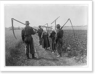 5 workers who cut and rake the hay in Lowice, Poland. Rear view of them walking with scythes and rakes, Historic Reproduction