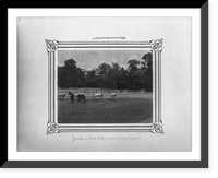 Historic Framed Print, [The mares of the first section of the Imperial Stud Farm].Constantinople, Abdullah Fr&egrave;res.,  17-7/8" x 21-7/8"