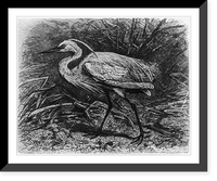 Historic Framed Print, Little egret,  17-7/8" x 21-7/8"