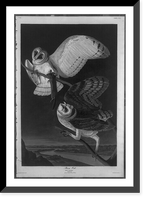Historic Framed Print, Barn Owl,  17-7/8" x 21-7/8"