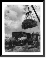 Sugar cane agriculture, Central America, Vintage Wall Art
