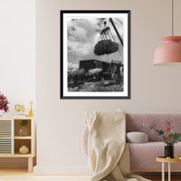 Sugar cane agriculture, Central America, Vintage Wall Art