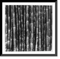 Sugar cane agriculture, Central America - 2, Antique Print