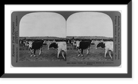Vintage Photo Print - Range cattle, an important source of Australian