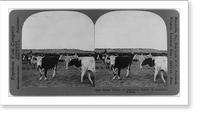Vintage Photo Print - Range cattle, an important source of Australian