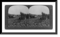 Historic Framed Print, Harvesting sugar cane, Australia,  17-7/8" x 21-7/8"