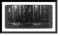 Giant eucalyptus of gum trees 400 feet high, Victoria, Australia, Antique Wall Art