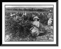 Historic Framed Print, Picking berries, Weatherford, Texas,  17-7/8" x 21-7/8"