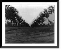 Rubber plantations in Sumatra: Trees, 2 years old, Kisaran Estate, Kisaran, Historic Reproduction