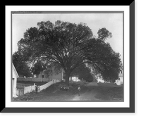 Constitution Elm Tree of Indiana, Vintage Poster