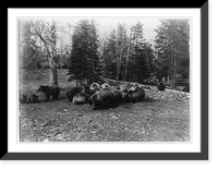 Grizzly bears (silvertips), Yellowstone National Park, Vintage Print