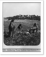 Gathering tares (lolium temulentum L.), Vintage Poster
