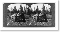 Historic Landscape - Yellowstone - Large black bear at garbage pails